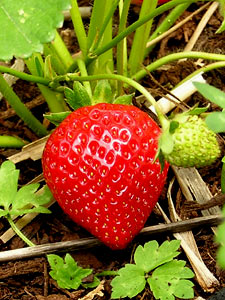 Growing Strawberries