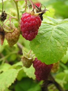 How to grow organic raspberries